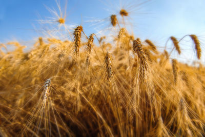 Close-up of plants growing on field against sky