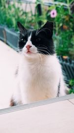 Close-up portrait of a cat