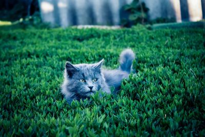 Portrait of a cat on field