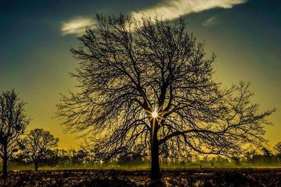 Silhouette tree against sky during sunset