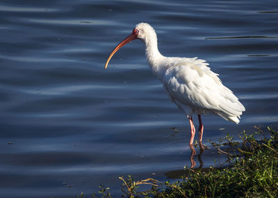 White heron on the lake