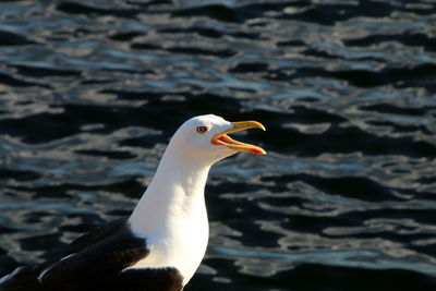 Close-up of seagull shouting against sea