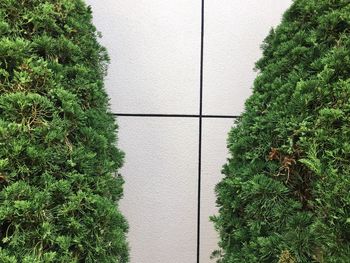 High angle view of ivy growing on tree