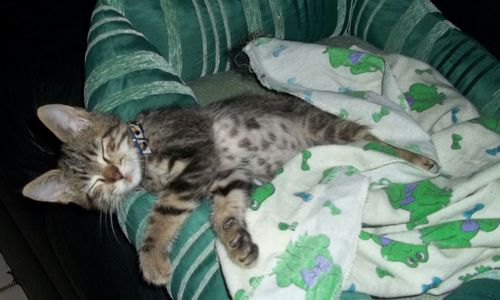 Cat sleeping on sofa