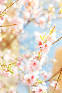 Background of almond blossoms tree. cherry tree with tender flowers
