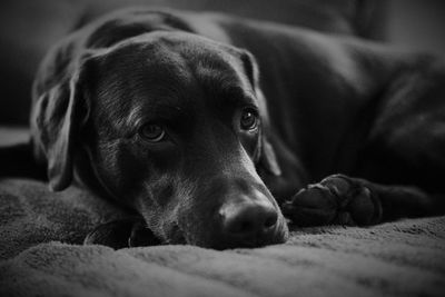 Close-up portrait of a dog