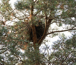 Low angle view of trees in forest against sky