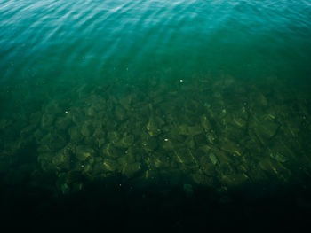 Fish swimming in sea