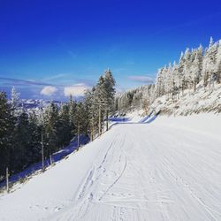 Ski path in forest