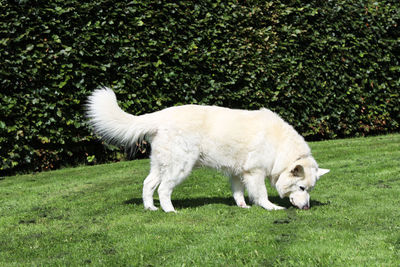 Side view of dog on field