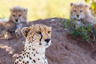 Cheetah with two cubs resting on a termite mound