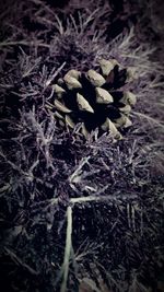 Close-up of lizard on plant