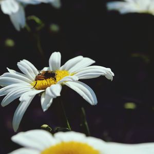 Close-up of white daisy blooming outdoors