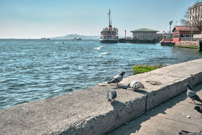 View of seagulls on sea shore