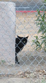 chainlink fence