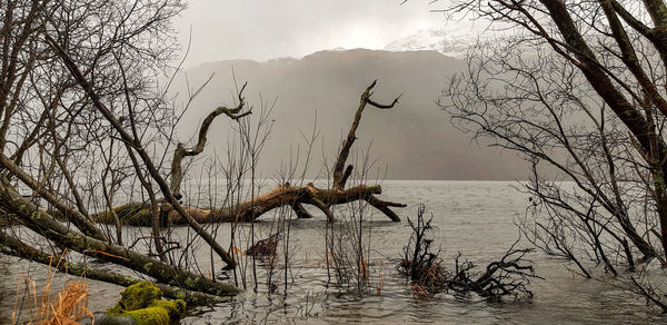 Bare tree by lake against sky