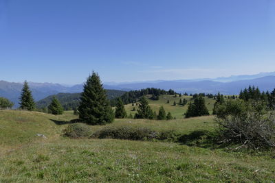 Scenic view of field against clear sky