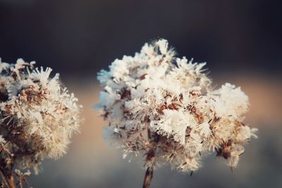 Close-up of flowers against blurred background