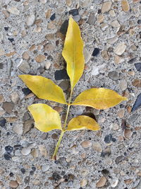 Close-up of dry leaves