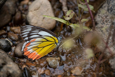 Close-up of butterfly on a field