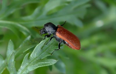 Close-up of insect on plant