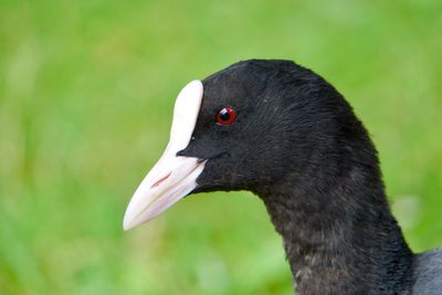 Close-up of bird looking away