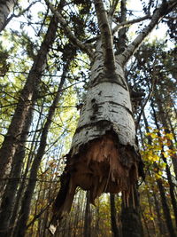 Low angle view of tree in forest