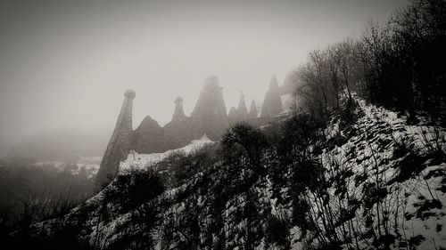 Low angle view of trees in foggy weather