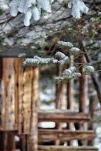Close-up of snow on plant