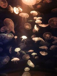 Close-up of jellyfish in sea