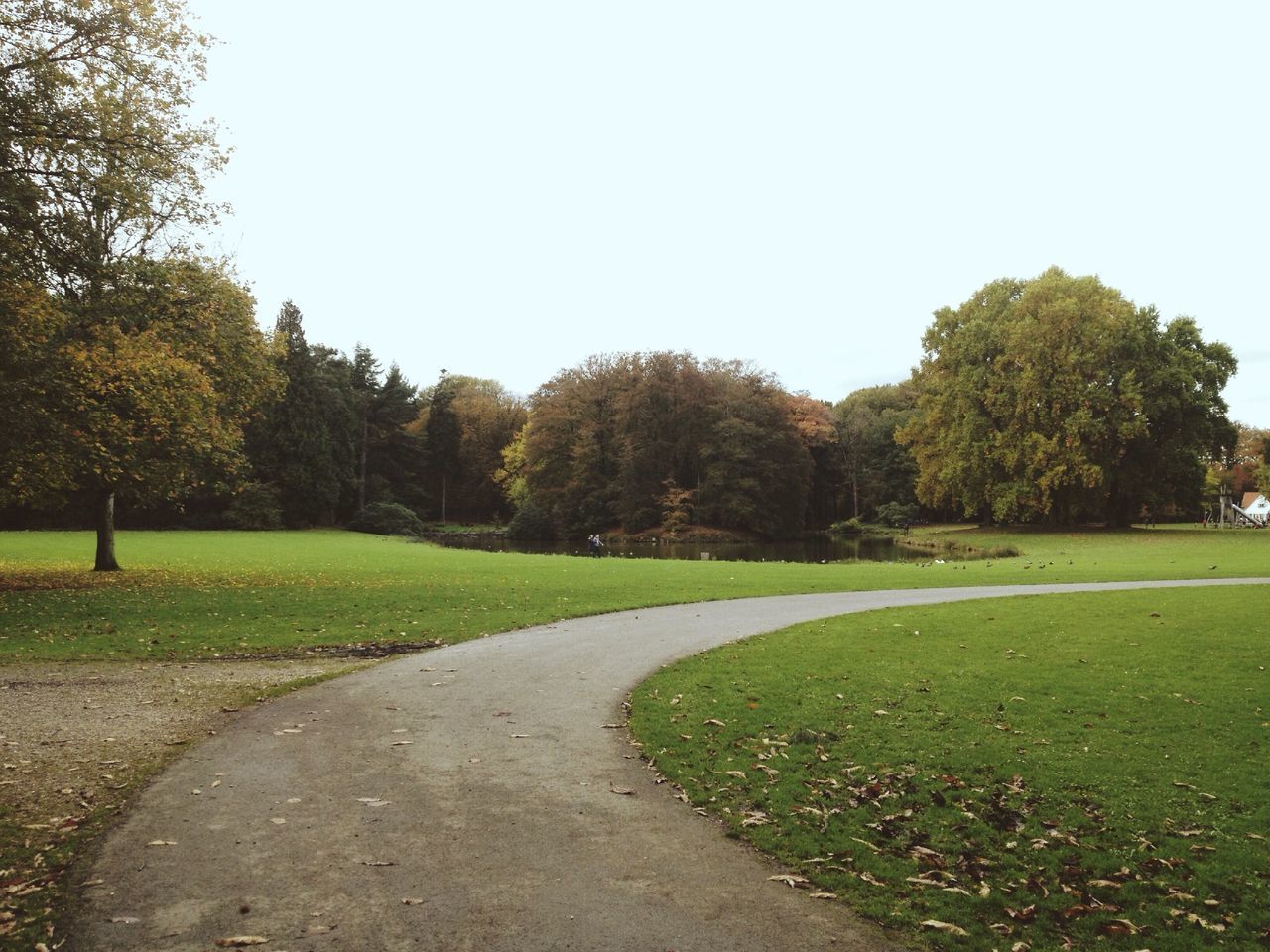 tree, grass, green color, clear sky, road, tranquility, park - man made space, growth, the way forward, tranquil scene, park, nature, green, field, grassy, landscape, empty, sky, scenics, day