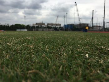 Close-up of grass on field against sky