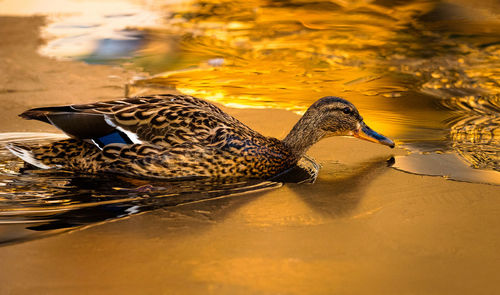 Duck swimming in a lake