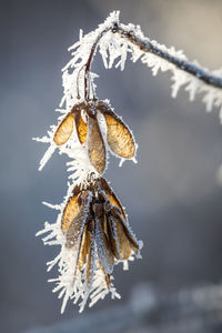 Close-up of snow hanging outdoors