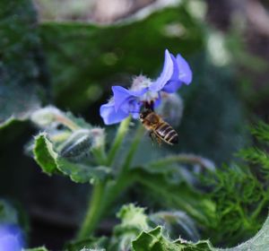 Close-up of bee pollinating on flower