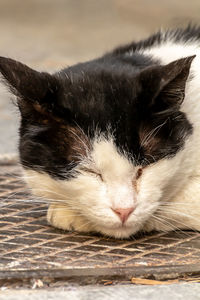 Close-up of cat sleeping