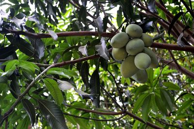 Low angle view of fruits on tree