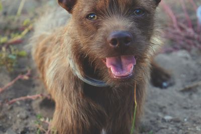 Close-up portrait of dog sticking out tongue outdoors