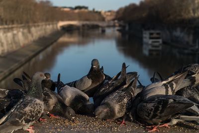 Pigeons perching on bridge over canal in city