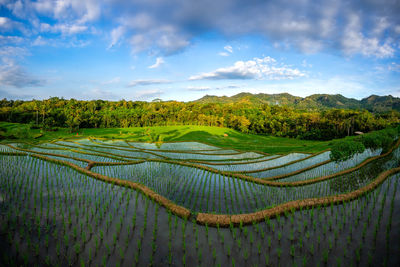 Scenic view of rice field against sky