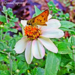 Close-up of butterfly on flower