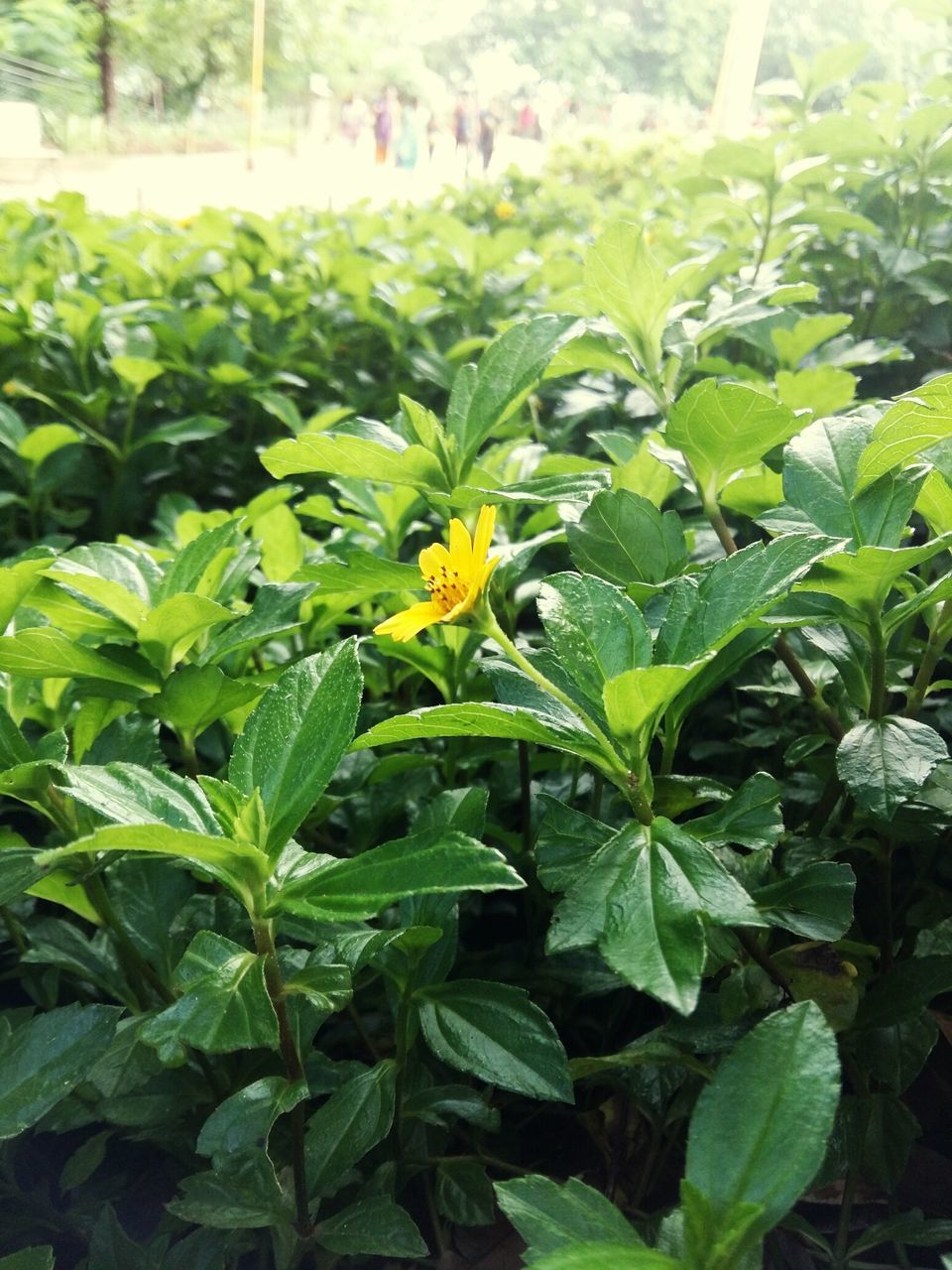 leaf, green color, growth, plant, freshness, nature, beauty in nature, close-up, focus on foreground, growing, day, green, flower, outdoors, selective focus, fragility, lush foliage, no people, bud, high angle view