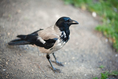 Close-up of bird perching on a footpath