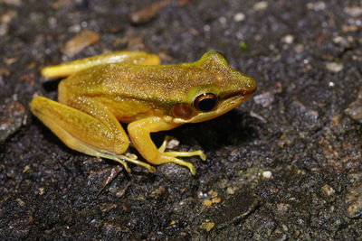 Close-up of frog on rock