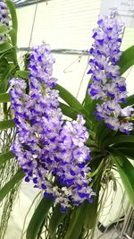 Close-up of purple flowers blooming outdoors