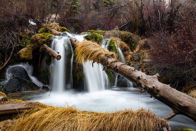 Scenic view of waterfall in forest