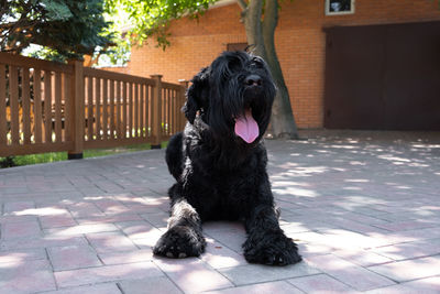 Portrait of giant schnauzer on the backyard. big black giant schnauzer dog lying in the yard in 