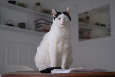 Portrait of cat sitting on table at home