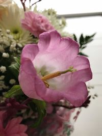 Close-up of flower blooming outdoors