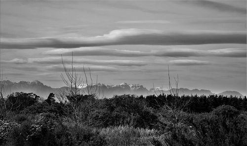 Plants growing on field against sky